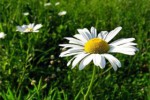 Использование ромашки для лечения геморроя — бабушкины рецепты