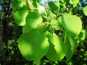 Лечение геморроя осиновыми листьями